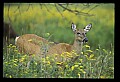 10065-00131-Whitetail Deer.jpg
