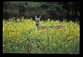 10065-00132-Whitetail Deer.jpg