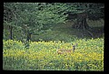 10065-00133-Whitetail Deer.jpg