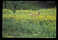 10065-00134-Whitetail Deer.jpg