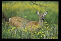 10065-00135-Whitetail Deer.jpg