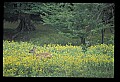 10065-00136-Whitetail Deer.jpg