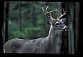 10065-00137-Whitetail Deer.jpg