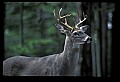 10065-00138-Whitetail Deer.jpg
