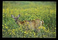 10065-00139-Whitetail Deer.jpg