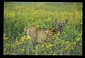 10065-00140-Whitetail Deer.jpg