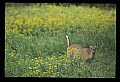 10065-00141-Whitetail Deer.jpg