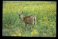 10065-00142-Whitetail Deer.jpg