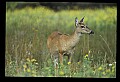 10065-00143-Whitetail Deer.jpg