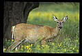 10065-00144-Whitetail Deer.jpg