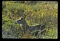 10065-00145-Whitetail Deer.jpg