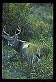 10065-00146-Whitetail Deer.jpg