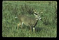 10065-00147-Whitetail Deer.jpg