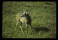 10065-00150-Whitetail Deer.jpg
