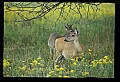 10065-00151-Whitetail Deer.jpg