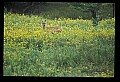10065-00153-Whitetail Deer.jpg