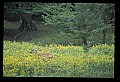 10065-00154-Whitetail Deer.jpg