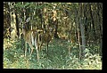 10065-00155-Whitetail Deer.jpg