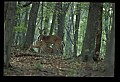 10065-00157-Whitetail Deer.jpg