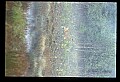 10065-00158-Whitetail Deer.jpg