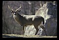 10065-00160-Whitetail Deer.jpg
