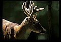 10065-00161-Whitetail Deer.jpg