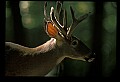 10065-00162-Whitetail Deer.jpg