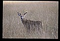 10065-00163-Whitetail Deer.jpg