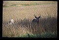 10065-00164-Whitetail Deer.jpg