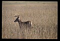 10065-00165-Whitetail Deer.jpg