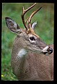 10065-00167-Whitetail Deer.jpg