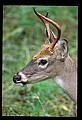 10065-00169-Whitetail Deer.jpg