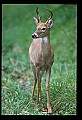 10065-00170-Whitetail Deer.jpg