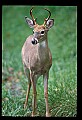 10065-00171-Whitetail Deer.jpg