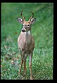 10065-00172-Whitetail Deer.jpg