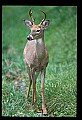 10065-00173-Whitetail Deer.jpg