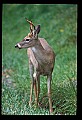 10065-00174-Whitetail Deer.jpg