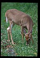 10065-00175-Whitetail Deer.jpg