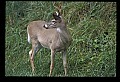 10065-00176-Whitetail Deer.jpg