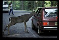 10065-00182-Whitetail Deer.jpg