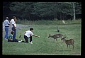 10065-00185-Whitetail Deer.jpg