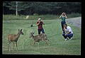 10065-00190-Whitetail Deer.jpg