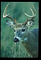 10065-00198-Whitetail Deer.jpg