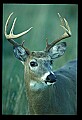 10065-00199-Whitetail Deer.jpg