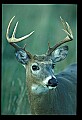 10065-00200-Whitetail Deer.jpg
