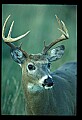 10065-00201-Whitetail Deer.jpg