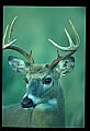 10065-00203-Whitetail Deer.jpg