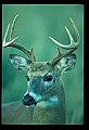 10065-00204-Whitetail Deer.jpg