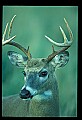 10065-00205-Whitetail Deer.jpg