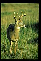 10065-00206-Whitetail Deer.jpg